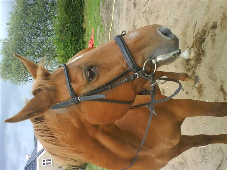 Dansk Varmblod Liten rider hende for en! billede 14