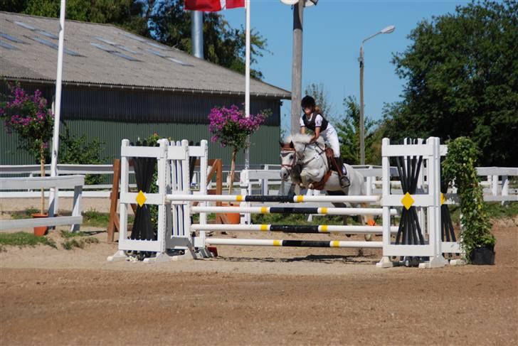 Welsh Partbred (Sec F) Emdegårdens Herculessolgt - herci ma his <3 billede 13