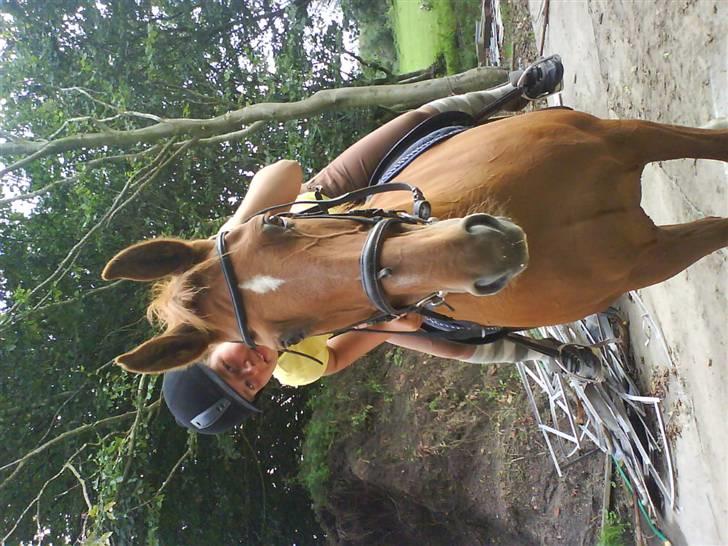 Dansk Varmblod Liten rider hende for en! - har lige været ude på en lille tur...  billede 16