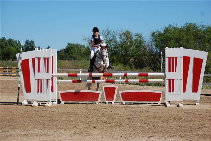 Welsh Partbred (Sec F) Emdegårdens Herculessolgt - herci ma på his <3 billede 14