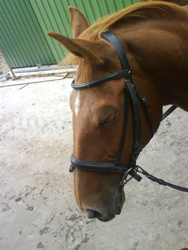 Dansk Varmblod Liten rider hende for en! - vi er lige ved at falde i søvn - det var hårdt at komme igang igen :)  billede 17