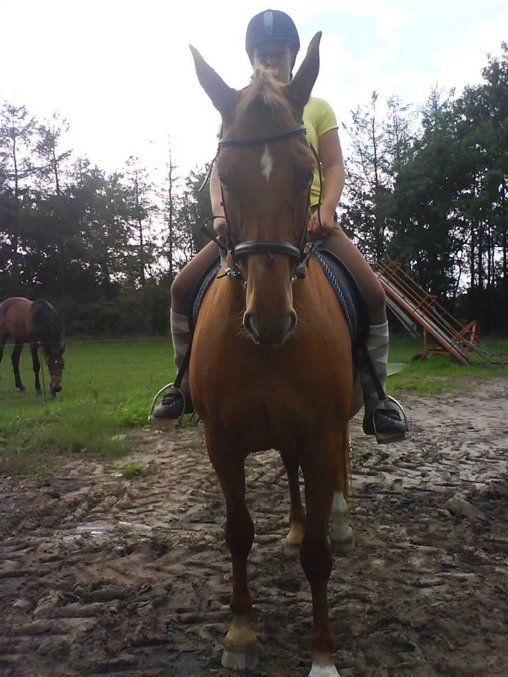 Dansk Varmblod Liten rider hende for en! - ja her sidder vi jo lige igen... billede 18