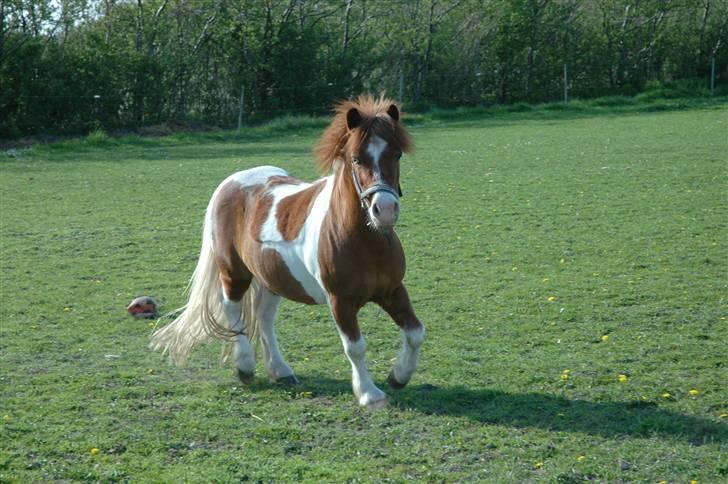 Shetlænder Lasse billede 12