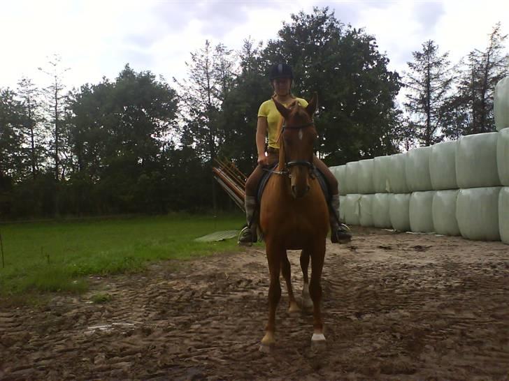 Dansk Varmblod Liten rider hende for en! billede 19