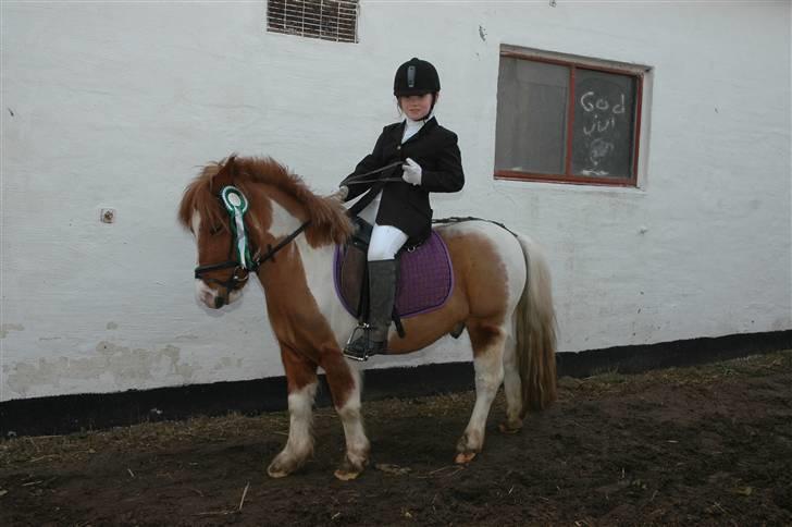 Shetlænder Lasse billede 15