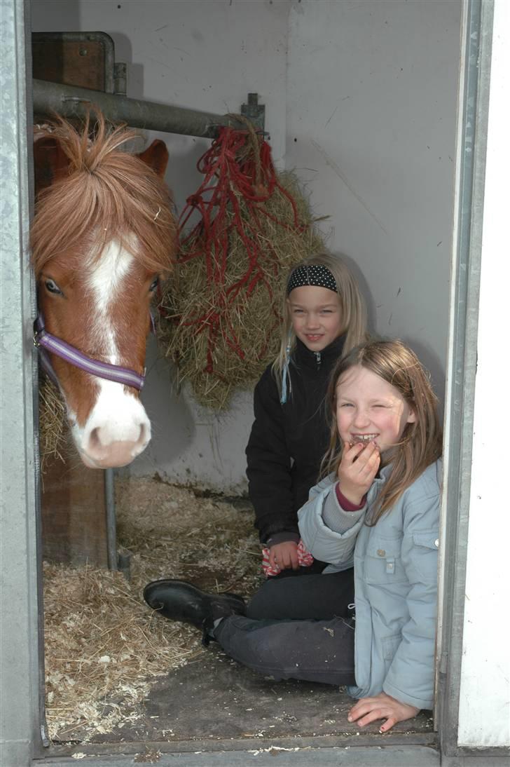 Shetlænder Lasse billede 16