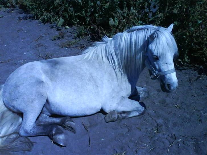 Welsh Mountain (sec A) Shadow(storbror) Solgt og elsket <3 <3 - Varm dag på marken.  billede 17