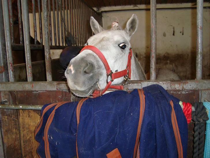 Welsh Mountain (sec A) Shadow(storbror) Solgt og elsket <3 <3 - Shadow, i Chico´s boks, den er vist lidt for stor til han kan få sit hovde ud, og kigge. billede 18