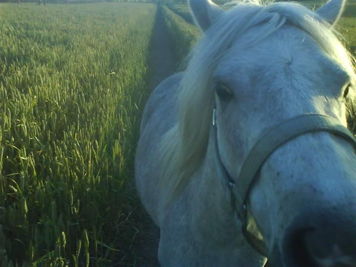 Welsh Mountain (sec A) Shadow(storbror) Solgt og elsket <3 <3 - her er jeg (:  er jeg ikke sej billede 19