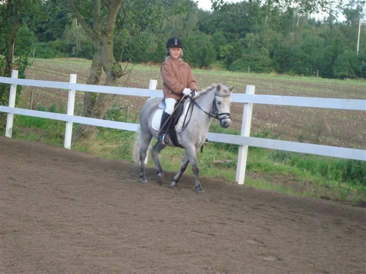 Welsh Mountain (sec A) Shadow(storbror) Solgt og elsket <3 <3 - .Opvarmning i RORK billede 20