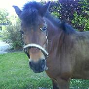 Anden særlig race Møllegårdens Brunette. 