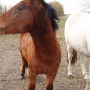 Shetlænder Pyrus