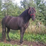 Islænder Bliða hedelund