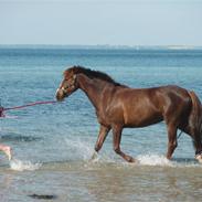 Anden særlig race Pil