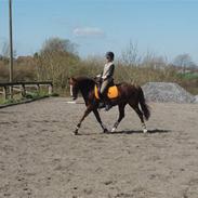 Anden særlig race Pil