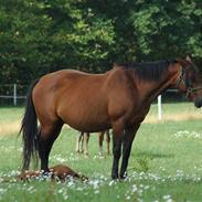 Dansk Varmblod Luna