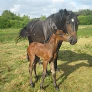 Connemara Dancing Step