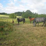 Connemara Dancing Step