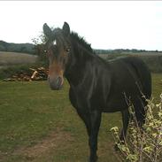 Connemara Dancing Step