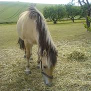 Fjordhest Lykke