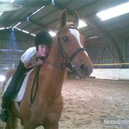 Sportsaraber (A) Misty