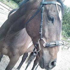 Fuldblod (XX) Regal Prime *solgt*