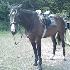 Fuldblod (XX) Regal Prime *solgt*