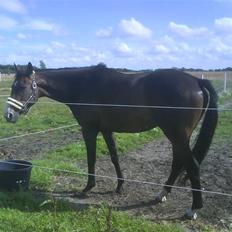 Fuldblod (XX) Regal Prime *solgt*