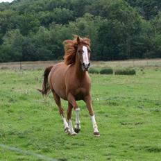 Sportsaraber (A) Yasmin