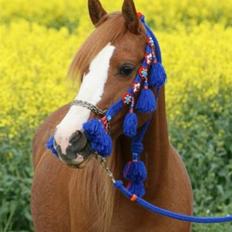 Sportsaraber (A) Yasmin