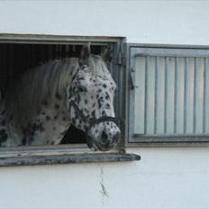 Knabstrupper brisco (himmel hest 2017)