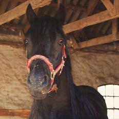 Welsh Cob (sec D) Dynamite Survivor(Buster)
