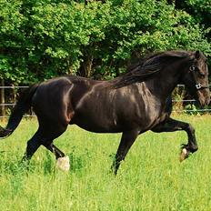 Welsh Cob (sec D) Dynamite Survivor(Buster)