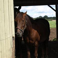 Anden særlig race Saigon *Solgt*