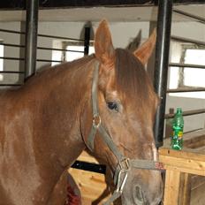 Anden særlig race Saigon *Solgt*