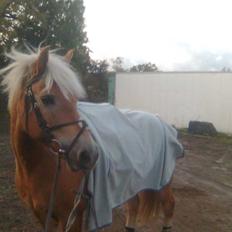 Haflinger Toby. <3