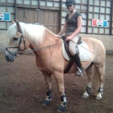 Haflinger Toby. <3