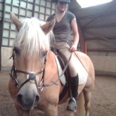 Haflinger Toby. <3