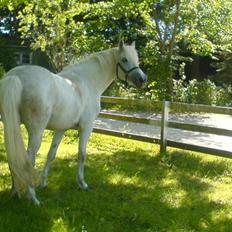 Connemara Amidas<3