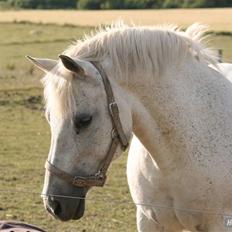 New Forest Flikasja*solgt*