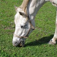 New Forest Flikasja*solgt*