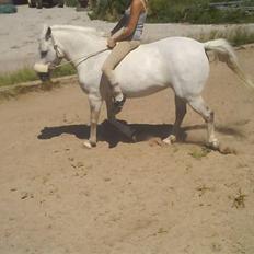 New Forest Flikasja*solgt*