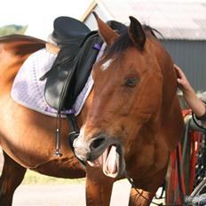 Anden særlig race Makir