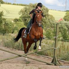 Anden særlig race Makir