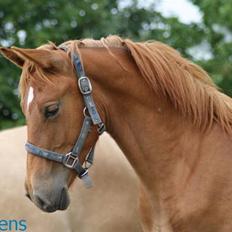 Anden særlig race | Odin - SOLGT.