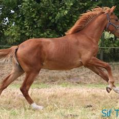 Anden særlig race | Odin - SOLGT.