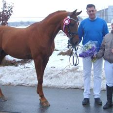 Arabisk fuldblod (OX) Makao ox