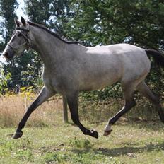 Trakehner Princessa