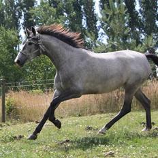 Trakehner Princessa