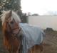 Haflinger Toby. <3